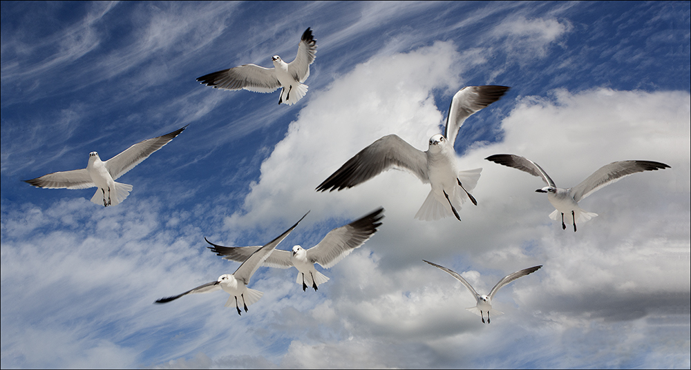 Florida Gulls