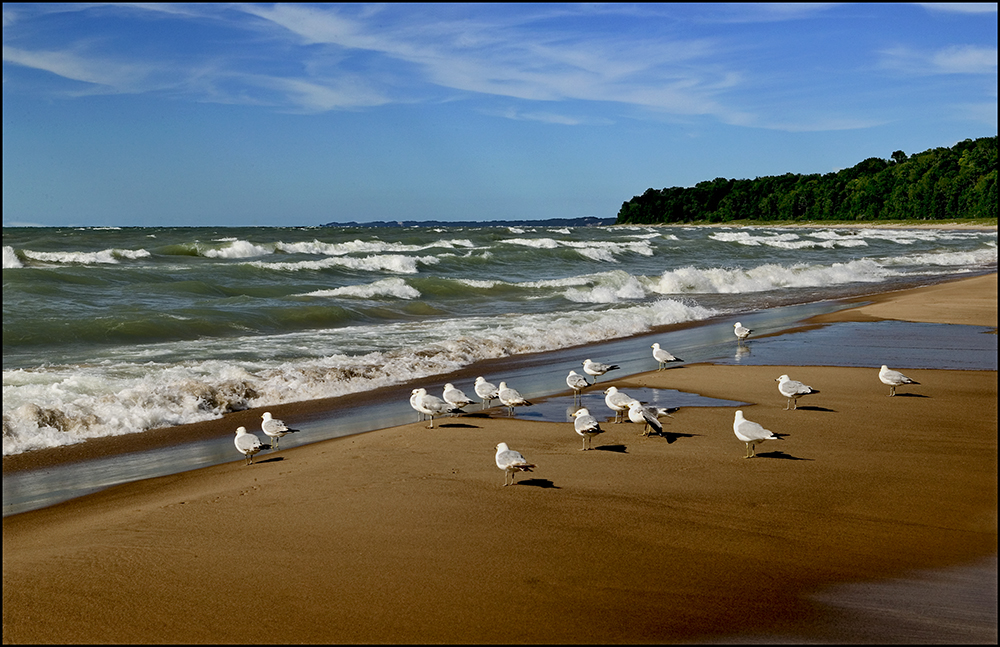 Lake Michigan Gulls