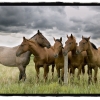 5 Horses at Fence