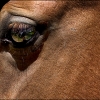 Equus caballus