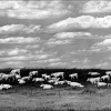 Cows and Clouds