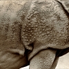 Rhino