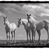 Three White Horses