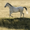 Montana