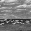 Cows and Clouds