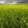 Fields of Gold