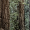 Redwoods