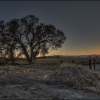 Tree at Sunset