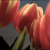 Kathys Tulips
