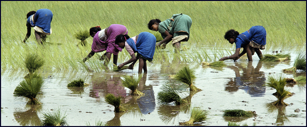 Harvesting Rice-India