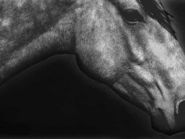 Horses and Other Creatures  ››